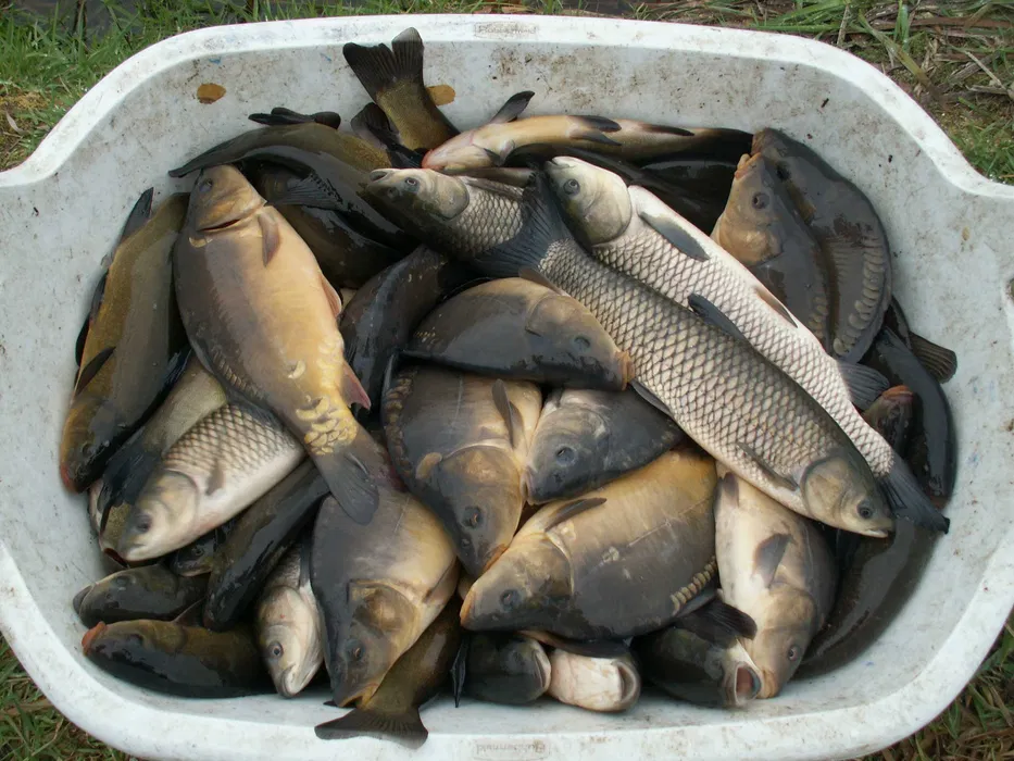 Karp i inne ryby do konsumpcji oraz do dalszej hodowli 25-03-2024