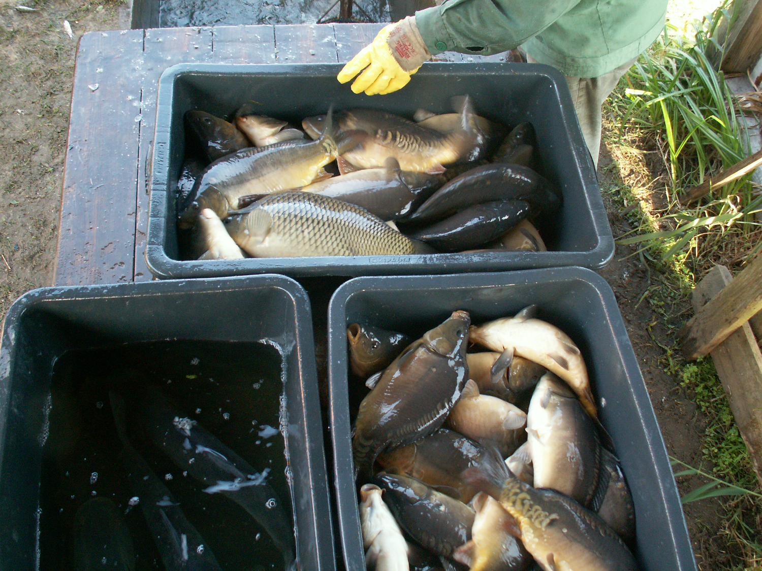 Jesienne odłowy i sprzedaż ryb 2020